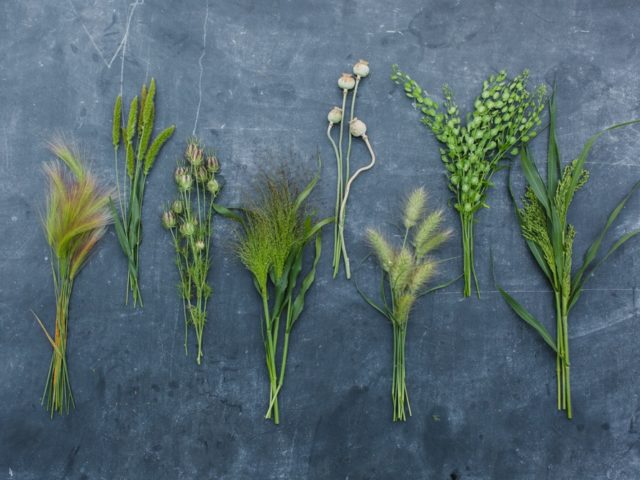 Grasses, Grains, and Pods - katenguyen